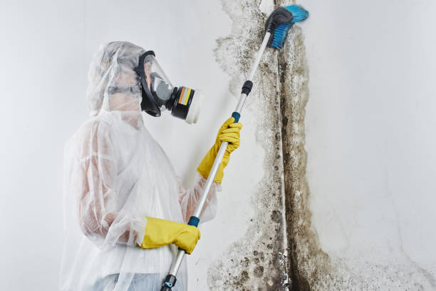 Professional Mold Removal in Pennsboro, WV