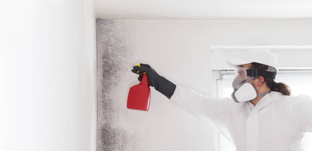 Best Mold Removal Company Near Me  in Pennsboro, WV