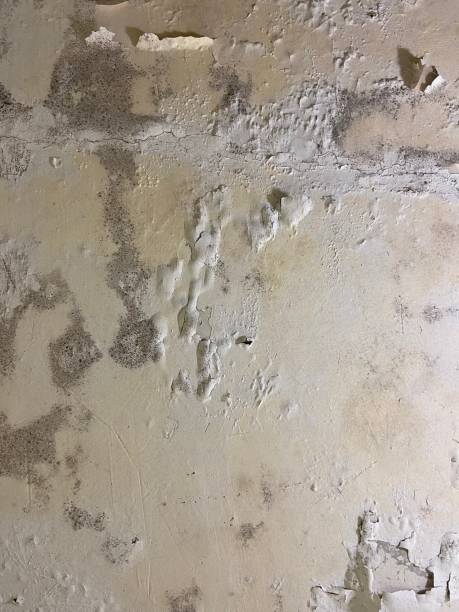 Best Mold Testing  in Pennsboro, WV