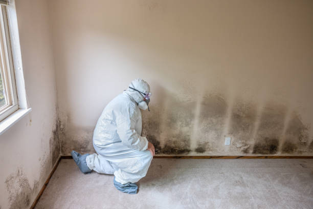 Best Office Mold Removal Services  in Pennsboro, WV