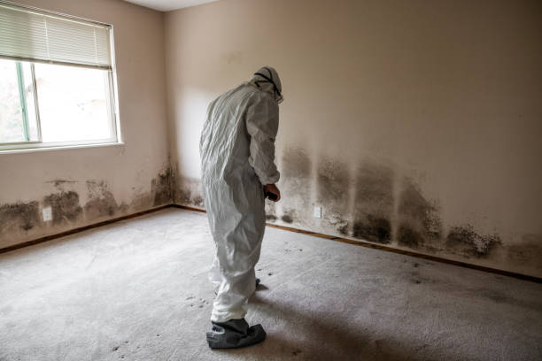 Best Toxic Mold Removal  in Pennsboro, WV