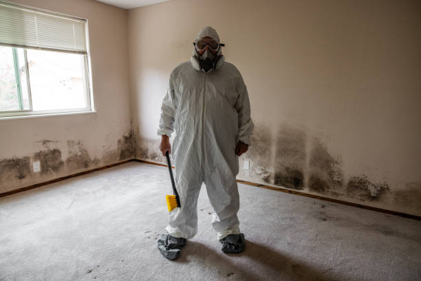 Best Mold Removal Specialists  in Pennsboro, WV