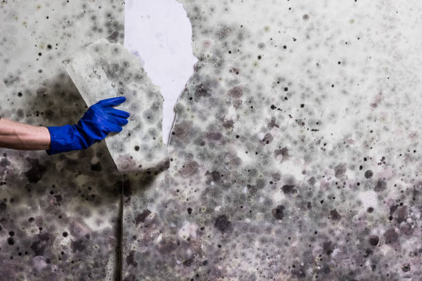 Office Mold Removal Services in Pennsboro, WV