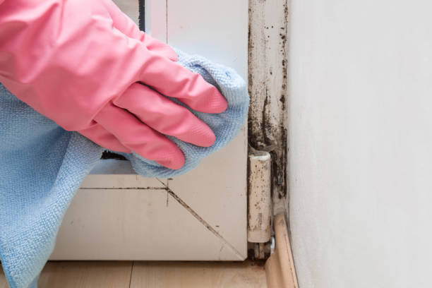 Best Home Mold Removal  in Pennsboro, WV